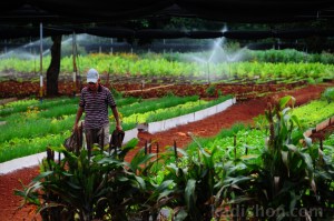 Küba Kent Çiftliği